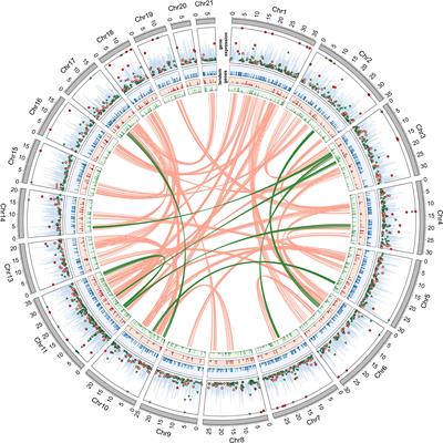 Whole-genome resequencing in the sea louse Caligus rogercresseyi uncovers gene duplications and copy number variants associated with pesticide resistance